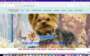 https://www.pawsomeyorkieshome.com/  screenshot